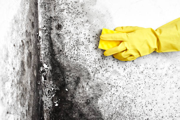 Best Mold Removal Process  in Lexington, VA