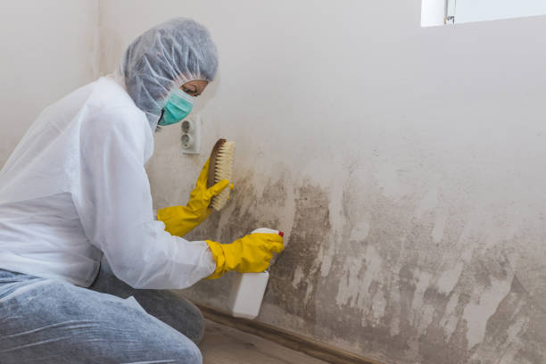 Best Fast Mold Removal  in Lexington, VA