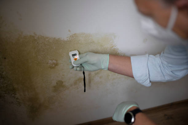 Mold Removal Process in Lexington, VA