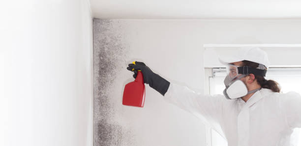 Best Fast Mold Removal  in Lexington, VA