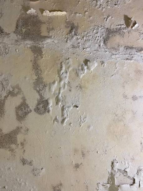 Best Mold Removal Company Near Me  in Lexington, VA