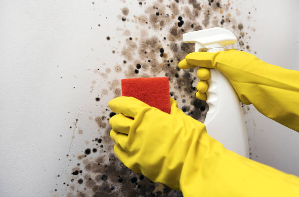 Best Commercial Mold Removal  in Lexington, VA