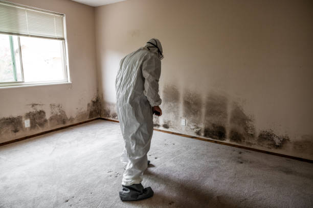 Best Emergency Mold Removal  in Lexington, VA