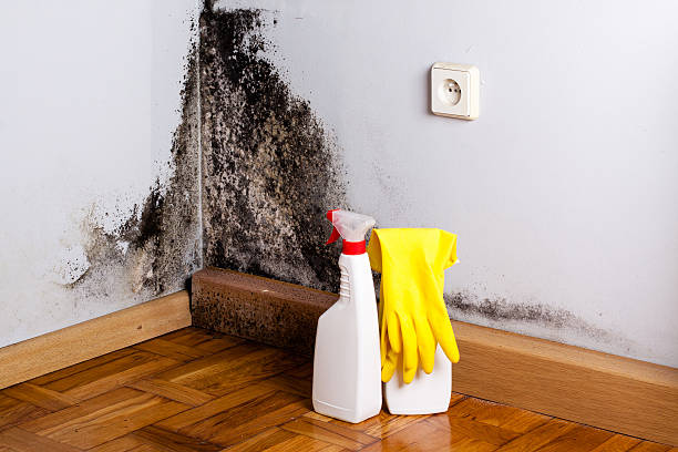 Best Local Mold Removal Service  in Lexington, VA