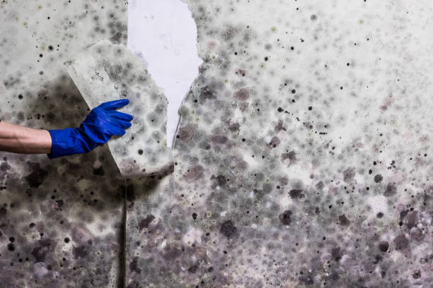 Best Mold Removal Near Me  in Lexington, VA